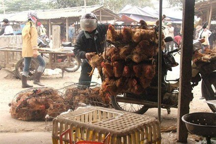 Gà nhập lậu “ngồi” Mercedes vào Việt Nam