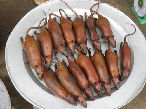 Săn chuột bán kiếm bạc triệu mỗi ngày