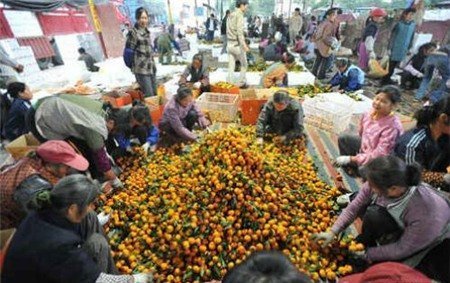 Quýt 'Sài Gòn' trồng tại… Trung Quốc