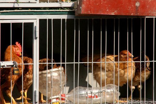 Dân Hà Nội tăng gia, vỉa hè thành chuồng gà