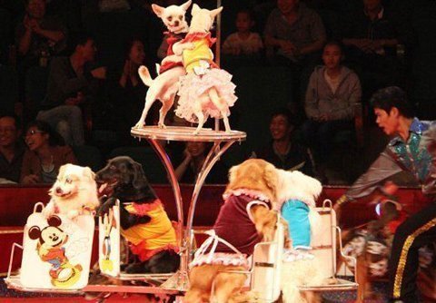 Cơ hội xem xiếc và ảo thuật miễn phí