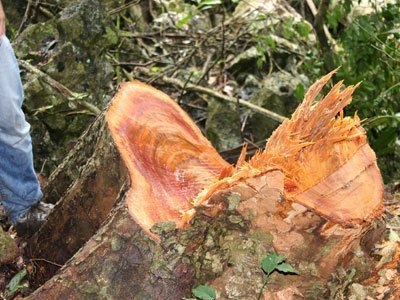 Bắt 7 đối tượng “tàn sát” rừng nghiến Ba Bể