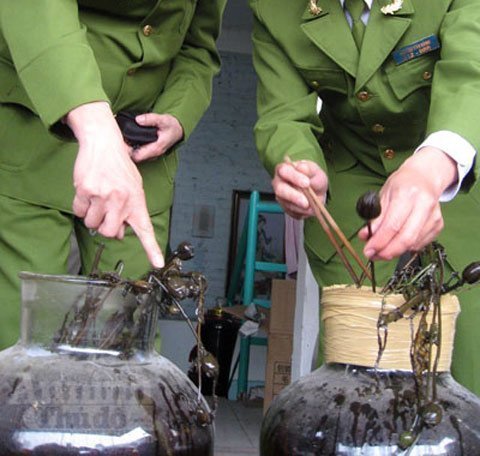 Chuẩn bị nghìn lít rượu thuốc phiện bán tết