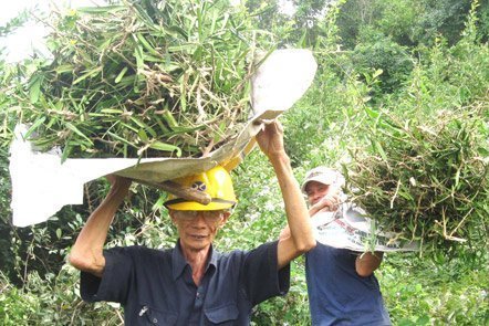 Đổ xô đi đào bới cây 'thần dược'