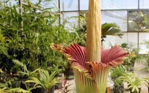 Ngắm bông hoa to nhất và nặng mùi nhất thế giới