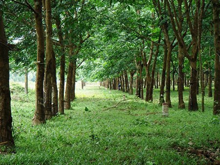 Thiếu nữ bị hiếp dâm tập thể trước mặt bạn trai
