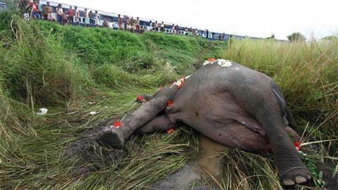 Ấn Độ: 5 con voi chết thảm vì bị tàu đâm