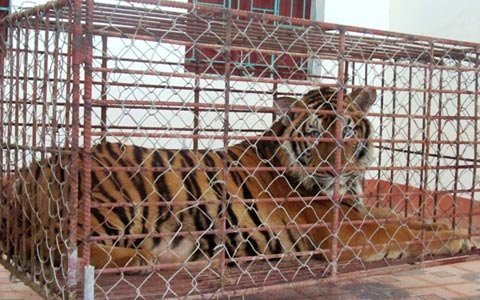 Thời sự trong ngày: Bắt hổ tại nhà dân