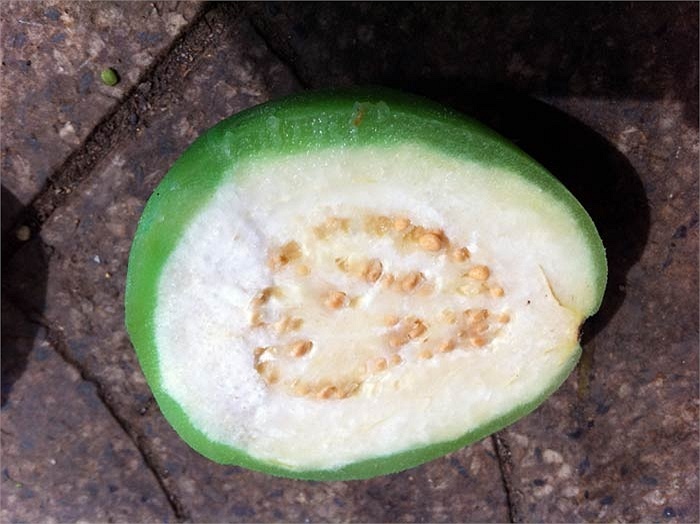 Ghê người ổi ngâm hóa chất