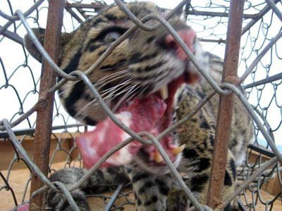 Phát hiện thêm beo nuôi nhốt trái phép