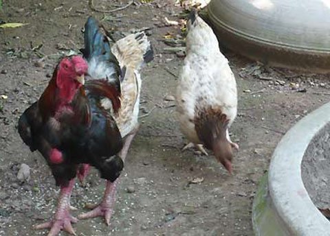 Cả xã chăm gà Sách đỏ đón Tết