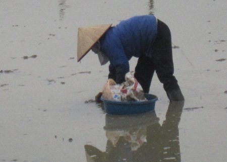 Đội lạnh 10 độ C xuống đồng mò tép