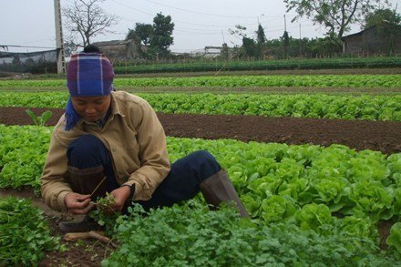 Loạn giá thực phẩm ngày rét