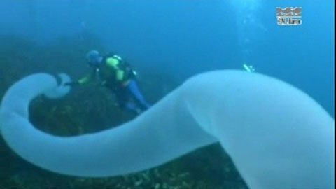 Phát hiện thủy quái dài 30m
