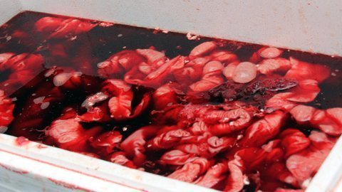 Hơn 3 tạ lòng nghi tẩm hóa chất tuồn về Hà Nội