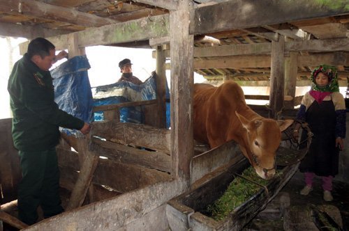 Chăm sóc 'đầu cơ nghiệp' ngày giá rét