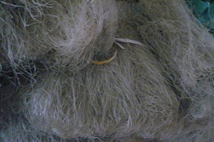 Miến bẩn tràn ngập thị trường