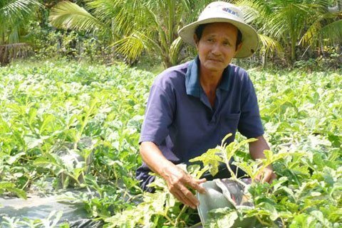 Hét giá đặc sản tết, lãi 3 triệu/quả bưởi