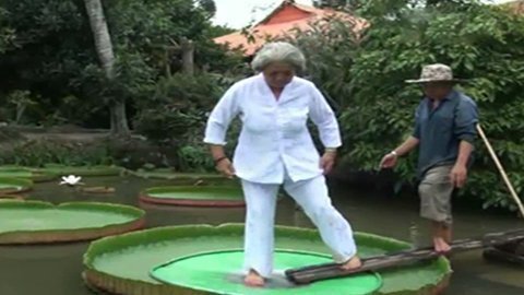 Kỳ ảo sen vua “cõng” người