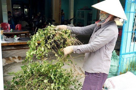 Đổ xô thu hái cây cà gai leo chữa bệnh “ung thư gan”