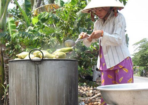 Ngô ế vì tin đồn ủ hóa chất, không cần luộc