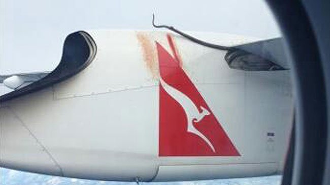 Hốt hoảng trăn bò lên cánh máy bay