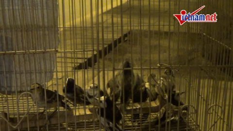 Xuất hiện hàng nghìn con chim giữa thủ đô