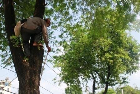 Đôi vợ chồng gần 30 năm trèo me tại Sài Gòn