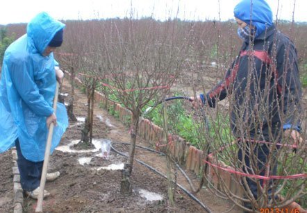 Đào chết nụ, quất được mùa