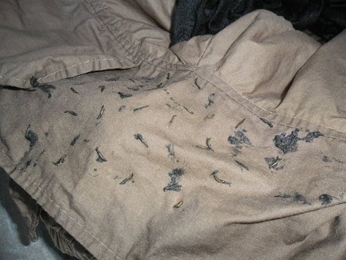 Hoảng hồn thấy sinh vật lạ bò lúc nhúc trong quần áo