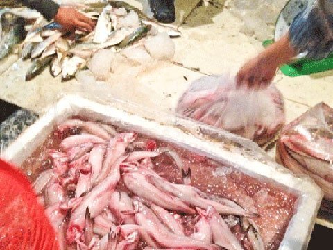 Rợn người với cách bảo quản hải sản bằng urê, thuốc tẩy