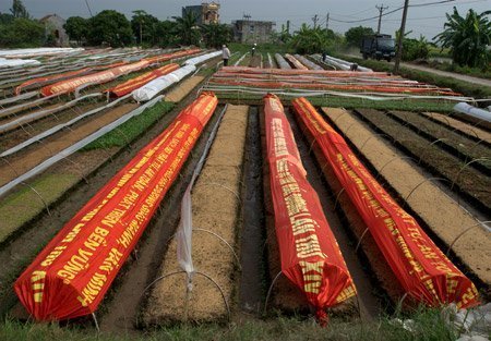 Băng rôn, khẩu hiệu xuống đồng chắn rét hoa màu