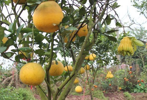 Hoa quả hái vườn, gà bắt tận chuồng “sốt” dịp Tết