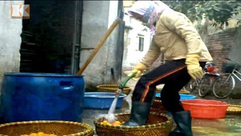 Xem cảnh làm mứt Tết trộn ruồi chết