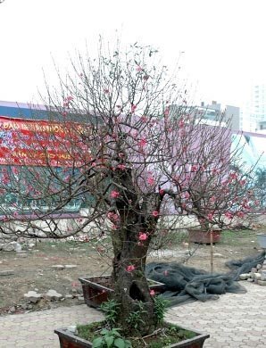 Dân chơi cạn tiền, đào khủng ế khách