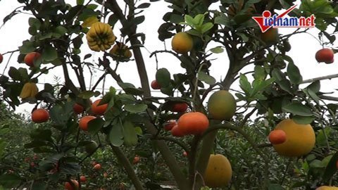 Chiêm ngưỡng cây ngũ quả kỳ lạ ở Hà Nội