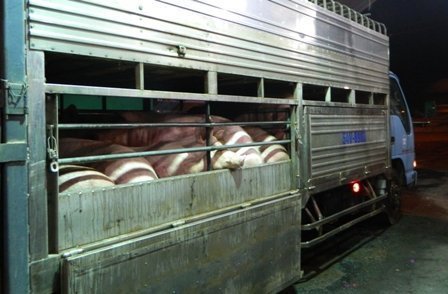 Trắng đêm chặn thịt bẩn 'tuồn' vào Sài Gòn
