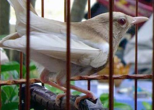 Thú chơi vật cưng bạch tạng giá 'trên trời' ở VN