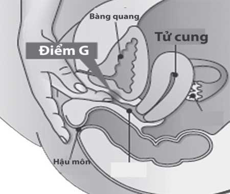 Điểm G - sự thật hay huyền thoại?