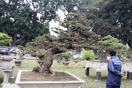 Ngắm vườn 'kỳ hoa dị thảo' giữa Thủ đô