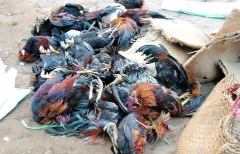Thời sự trong ngày: Hàng chục con gà bị đập chết