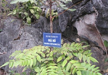 Thương lái Trung Quốc mua cả cây... không tên