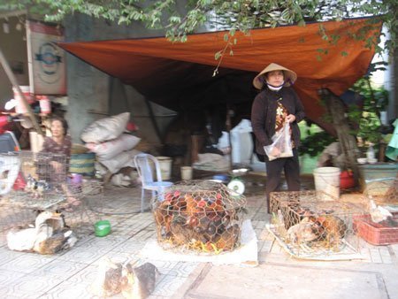 Gà, vịt “bẩn” tràn lan trên phố