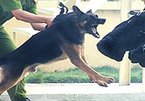 Trại huấn luyện chó nghiệp vụ lớn nhất VN