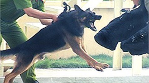 Trại huấn luyện chó nghiệp vụ lớn nhất VN