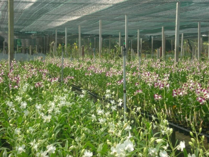 Sài Gòn cháy hàng hoa lan