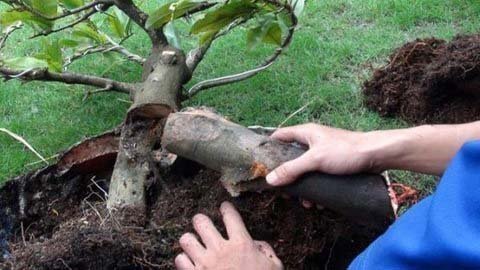 Lật tẩy chiêu làm mai 'đểu' hốt bạc ngày Tết