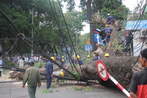 Cổ thụ bật gốc, tắc đường nghiêm trọng