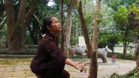 Cây ổi cứ gãi là 'cười' ở Thanh Hóa