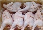 100 % gà thải loại có chất cấm